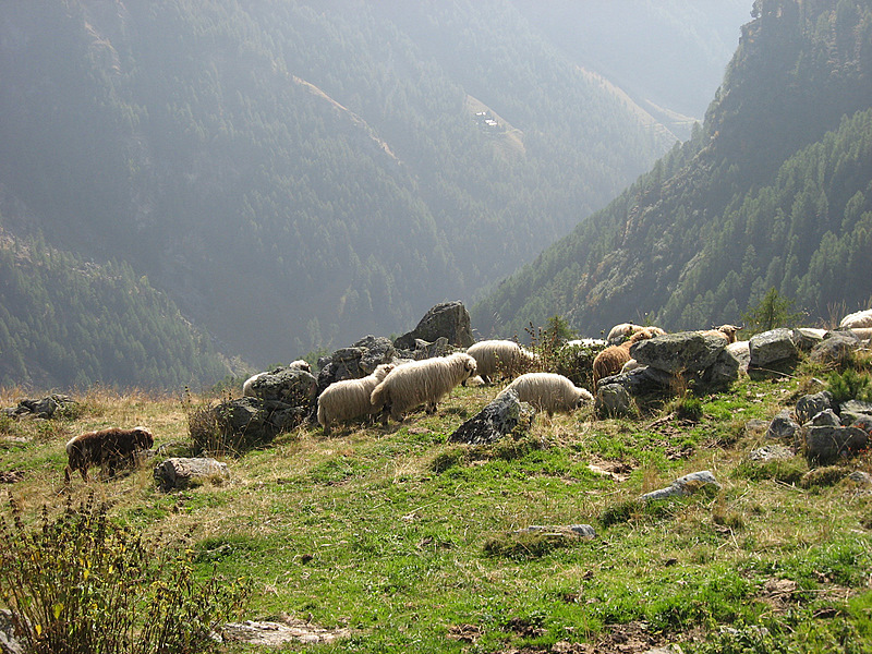 Les patous suisses : Ils sont malin nos amis suisses, ils font croisement entre Moutons et patous pour berner les loups