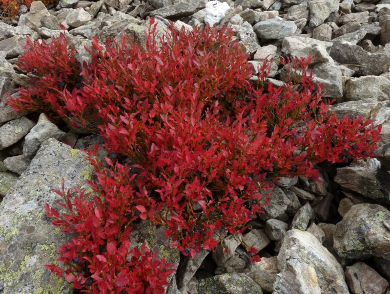 #3 Myrtille : belle couleur automnale Myrtille : belle couleur automnale