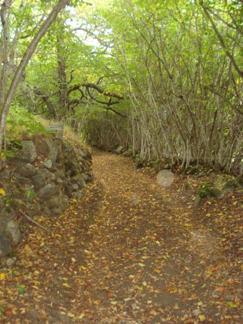 Chemin d'automne : un tapis de feuilles