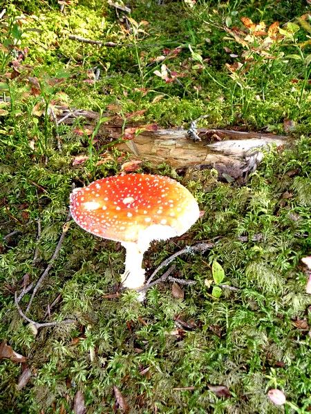 #2 Champignons : Pas glop Champignons : Pas glop
