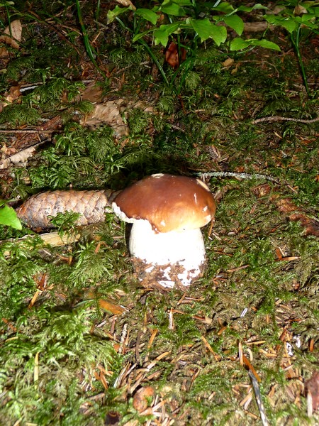 #1 Champignons : Miam Champignons : Miam