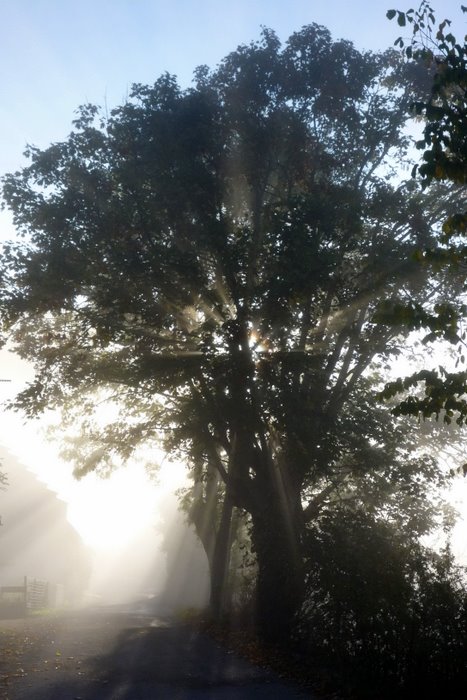 Lumière : Soleil, brume et nature jouant à cache-cache