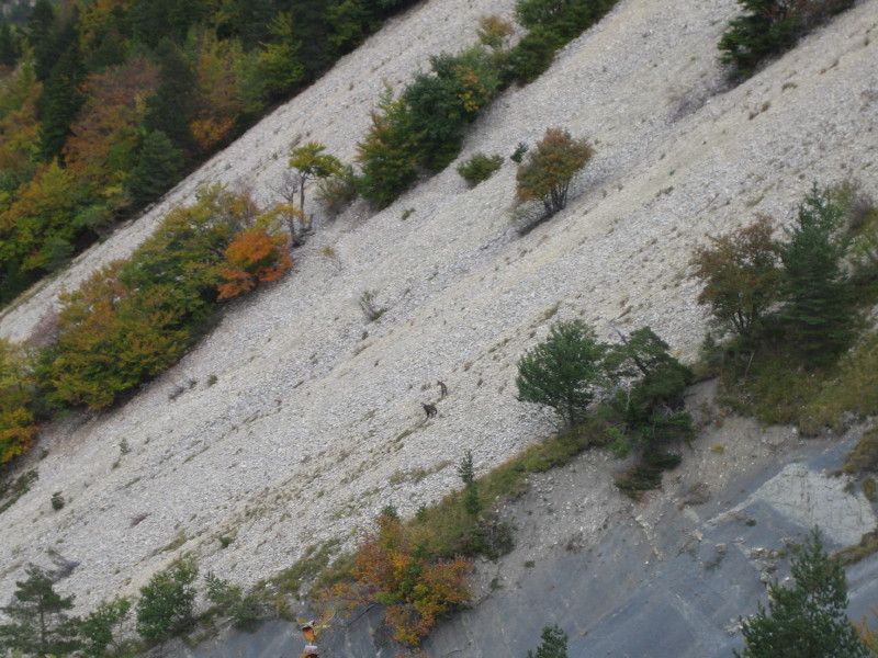 Chamois : dans le ravin du Plan