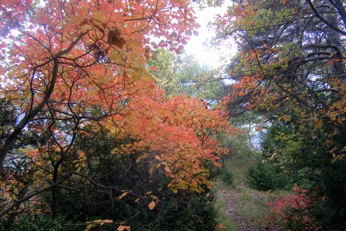 #20 Automne : L Automne : L'automne est bien là, les feuilles aussi et on peut profiter de glissades magnifiques et toujours controlées ;-)