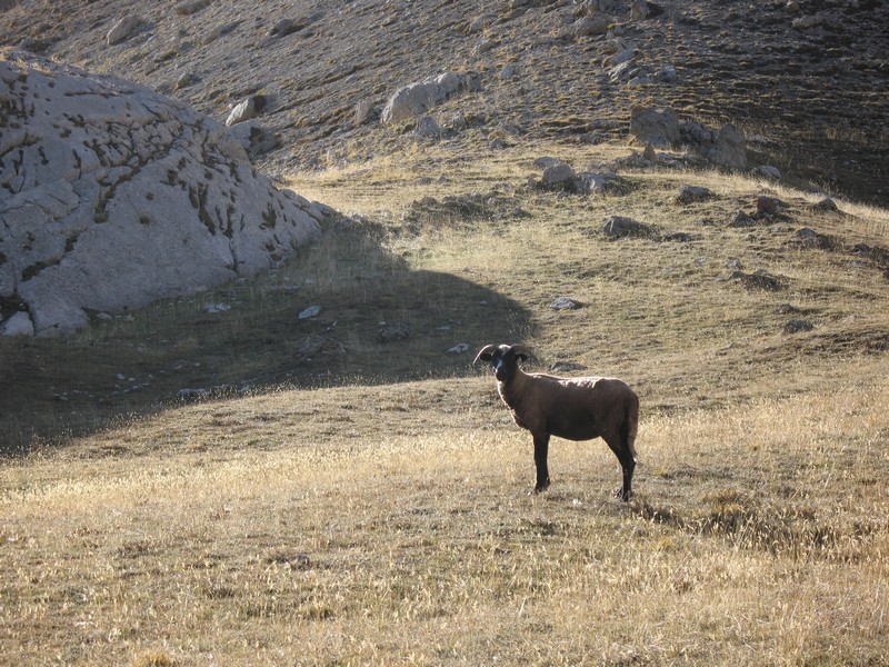 #7 Bélier égaré : repas pour loup cet hiver :) Bélier égaré : repas pour loup cet hiver :)