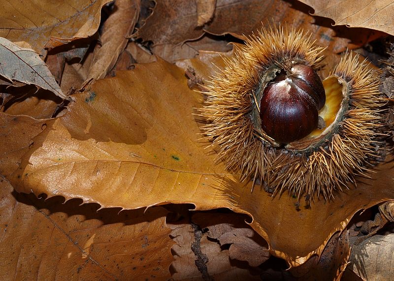 de saison : y a plus qu'à les griller