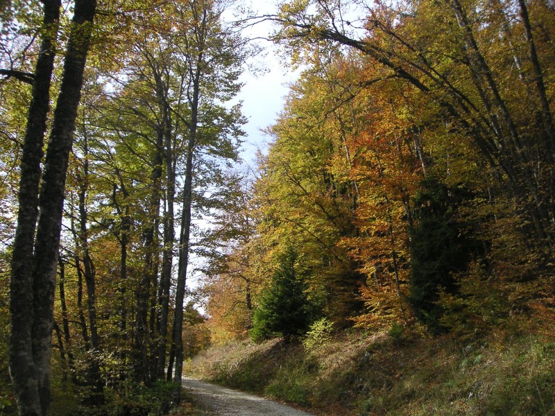 #1 Montée vers la Molière : Encore de belles couleurs sur le Vercors Nord Montée vers la Molière : Encore de belles couleurs sur le Vercors Nord