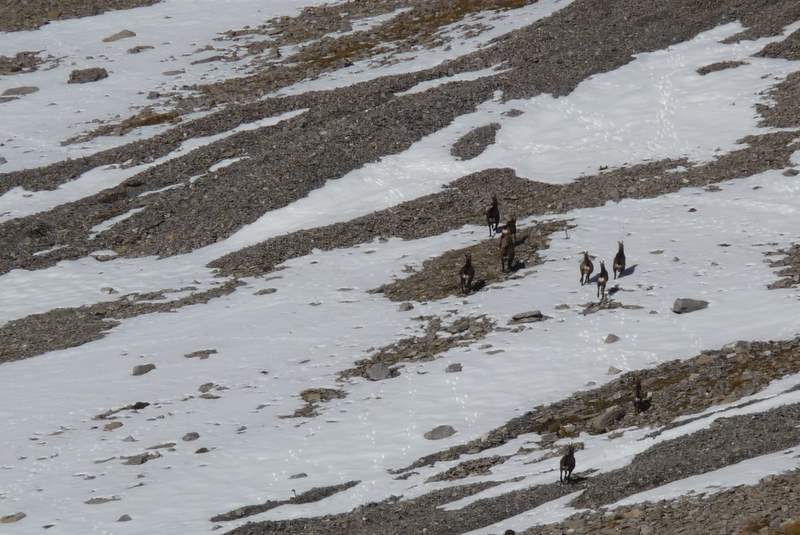 #6 Donin : Des chamois vers Donin Donin : Des chamois vers Donin