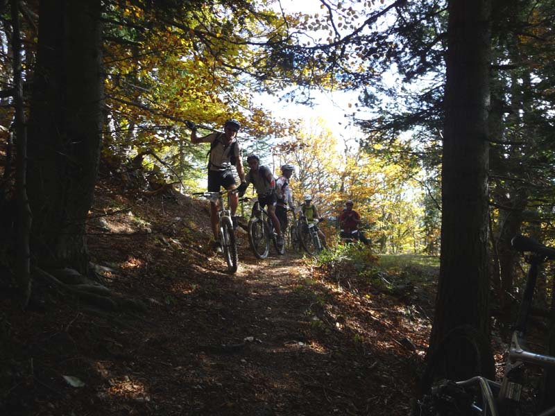 Promenade dans les bois