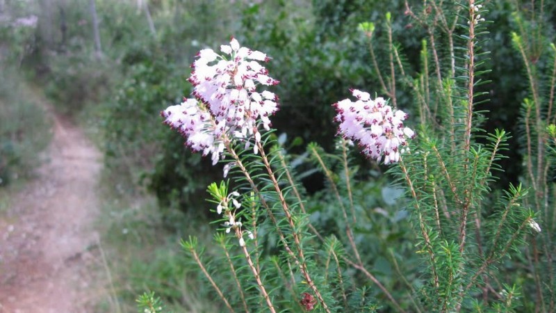 #4 Bruyère : Bruyère en fleur Bruyère : Bruyère en fleur