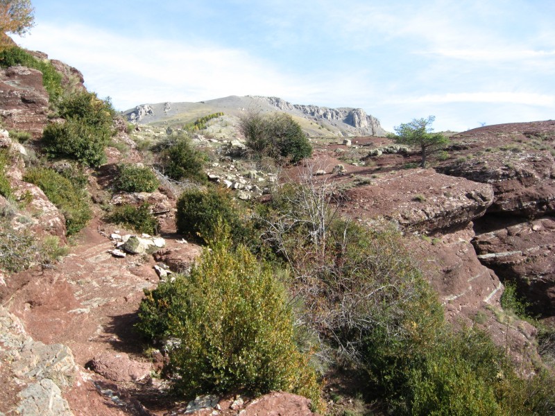 Vers le col de la Roua : .. et continuerez dans les buis escarpés..