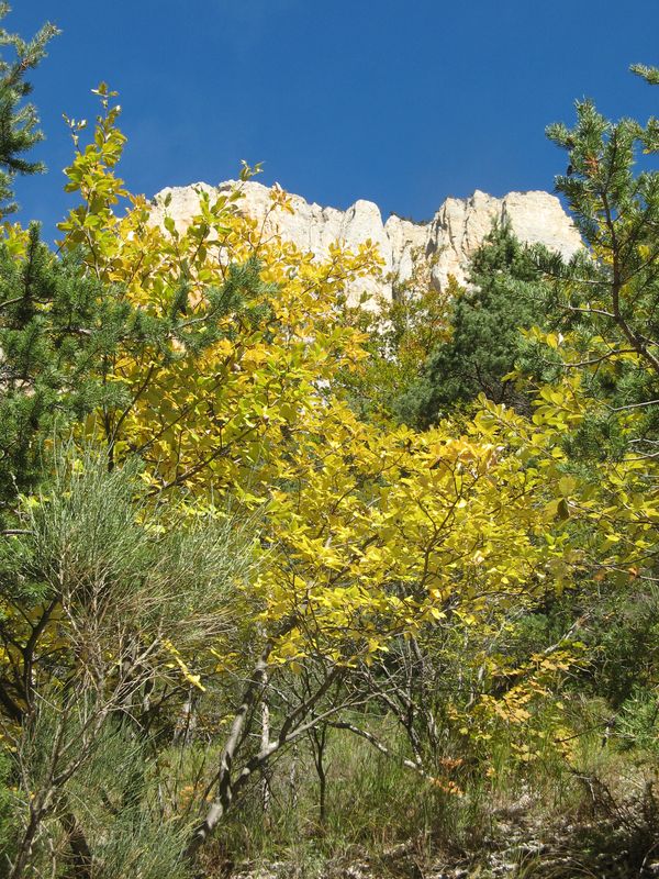 Wahoo! : Ciel bleu, arbres flamboyants, pas mal le diois!