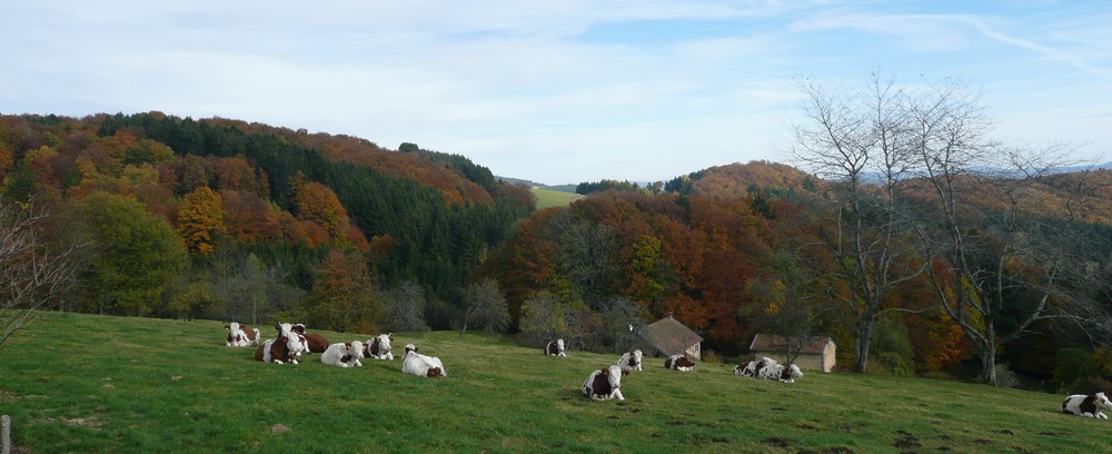 Paysage des Vosges : Vosges