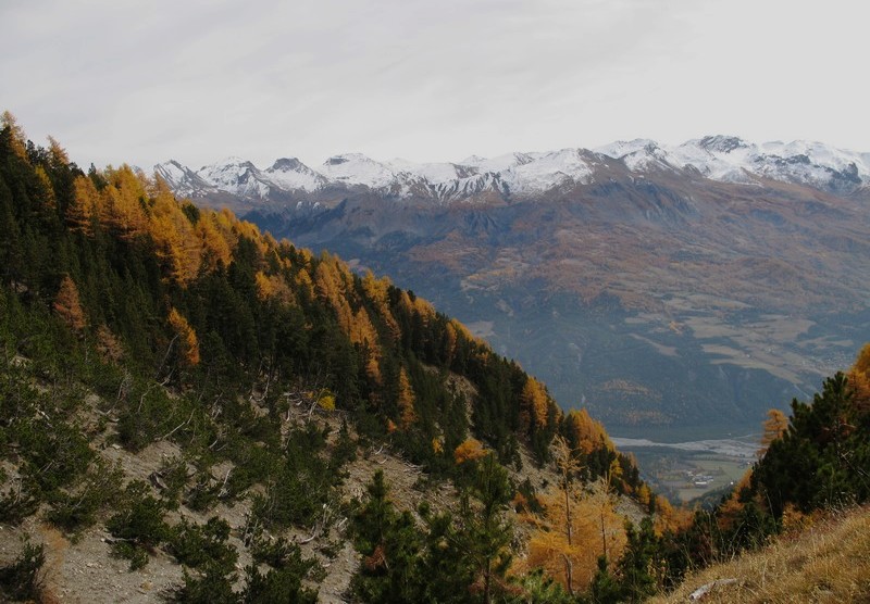 Crêtes enneigées : ciel voilé et contraste des mélèzes