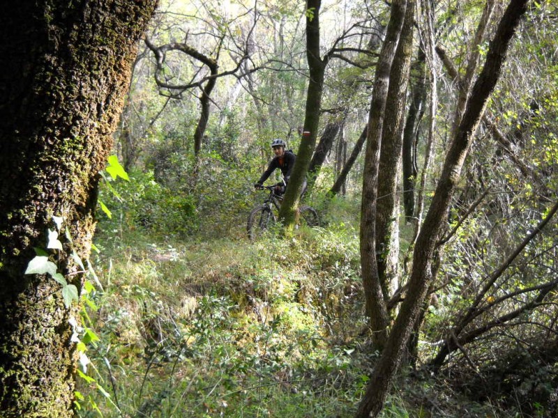 #4 Forêt : mais ils sont flous... Forêt : mais ils sont flous...