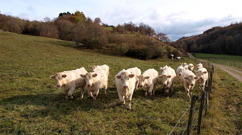 #5 génisses : curieuses mais peureuses aussi ! génisses : curieuses mais peureuses aussi !