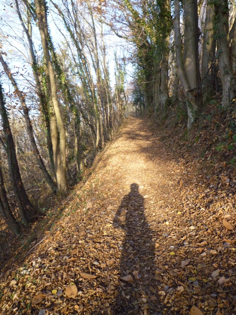 #2 Tapis : de feuilles sous les roues! Tapis : de feuilles sous les roues!