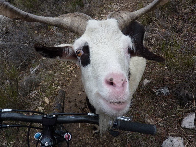 #4 Mèèèèèè : T Mèèèèèè : T'as d'beaux yeux tu sais ?