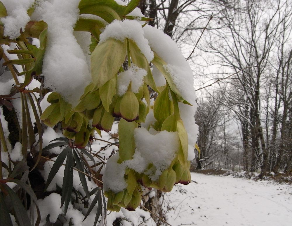 #1 départ de la maison : pas sûr que la végétation apprécie ce retour hivernal... départ de la maison : pas sûr que la végétation apprécie ce retour hivernal...
