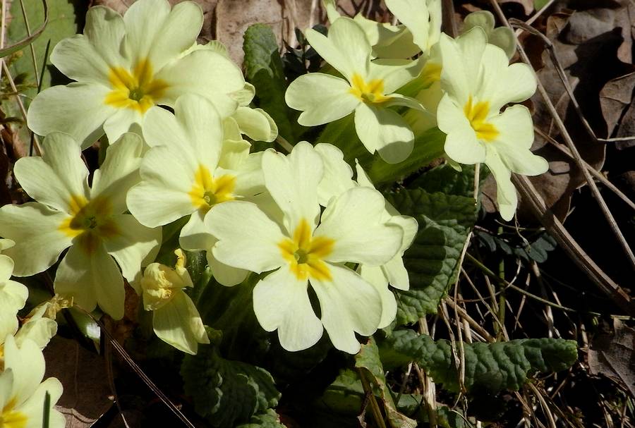 #5 Printemps : je crois que cette fois, on y est... tant mieux ! Printemps : je crois que cette fois, on y est... tant mieux !