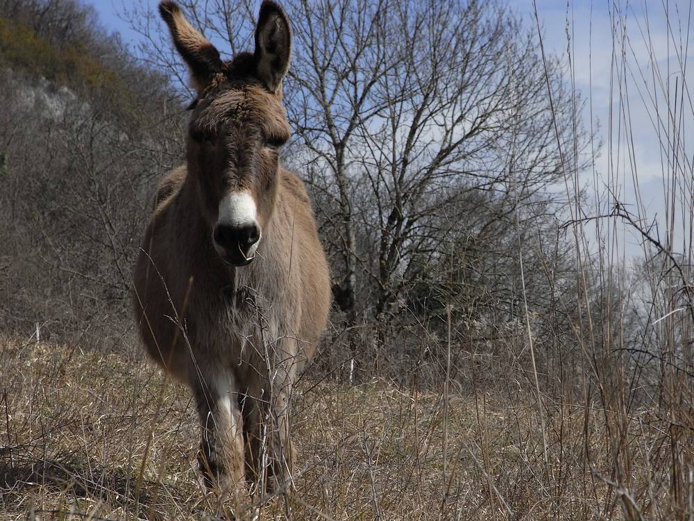#3 Faune locale : et non ce n Faune locale : et non ce n'est pas un auto-portrait !