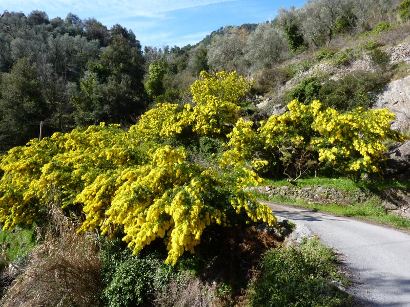 Mimosa : Mimosa en fleurs... Durant toute la montée sur asphalte, les mimosas ont embaumé