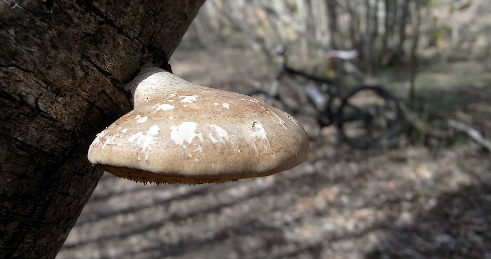 #2 Champignon : dommage que ça se mange pas ! Champignon : dommage que ça se mange pas !