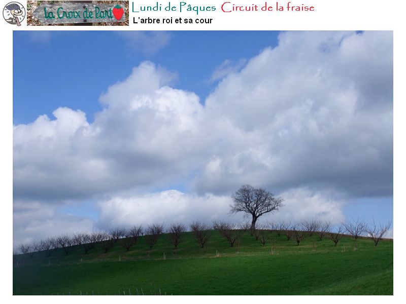 l'arbre roi et sa cour : en roulant ( ...pas vite ... ça grimpe )