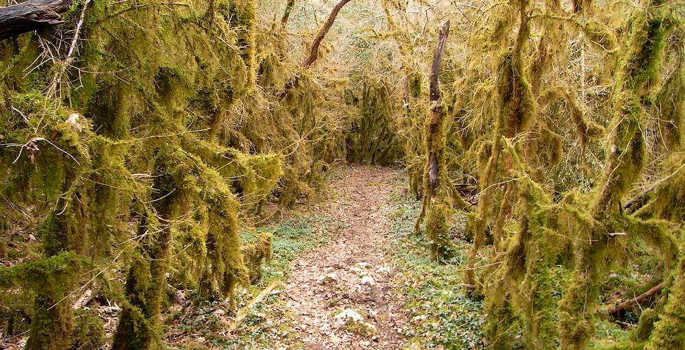 équatoriale... : la forêt dans le coin !