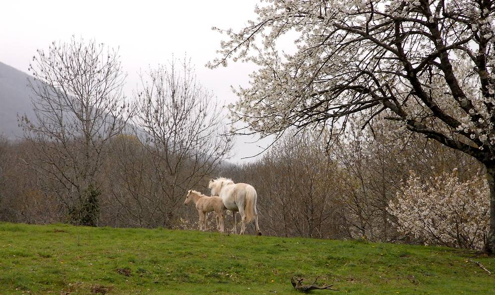 #2 Contrevoz : bcp de chevaux dans le coin (gaffe au crotin!) Contrevoz : bcp de chevaux dans le coin (gaffe au crotin!)