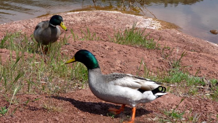 #5 Canard : C Canard : C'est marrant comme les animaux vous aiment quand vous donnez un peu de pain ;-)