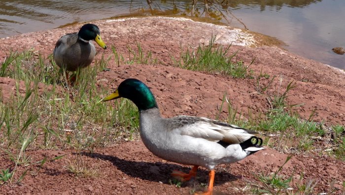 Canard : C'est marrant comme les animaux vous aiment quand vous donnez un peu de pain ;-)