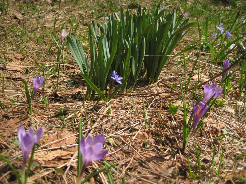 #2 Pleine de vie tu étais : Comme ces jolies fleurs Pleine de vie tu étais : Comme ces jolies fleurs