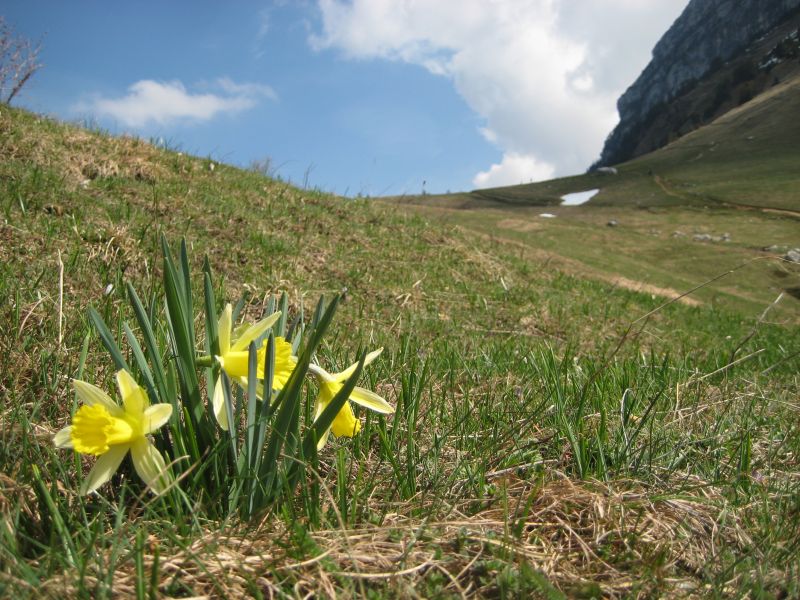 #3 Souvent en montagne... : Comme ces jolies fleurs Souvent en montagne... : Comme ces jolies fleurs