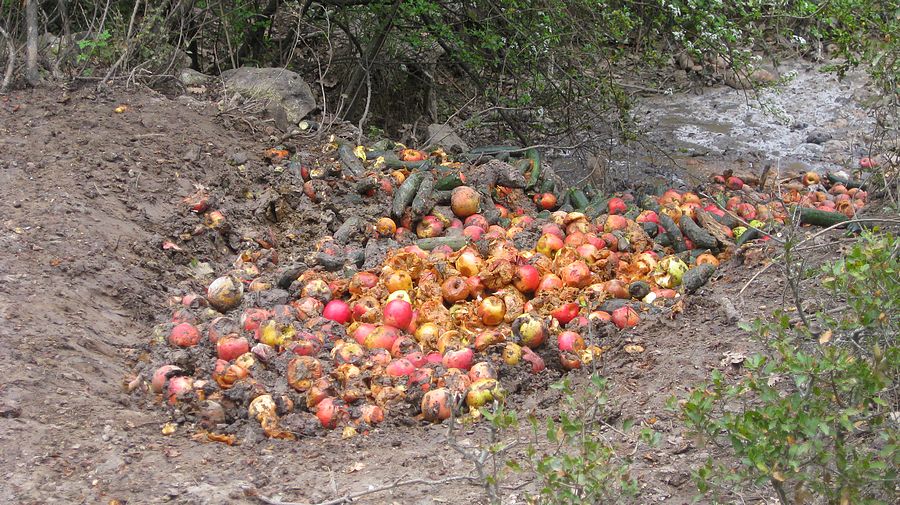 #4 Les locaux : savent nourrir les sangliers... Les locaux : savent nourrir les sangliers...