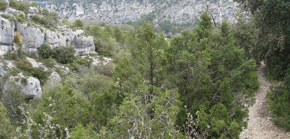 Partie basse du GR : descendant sur l'Abbaye de Senanque