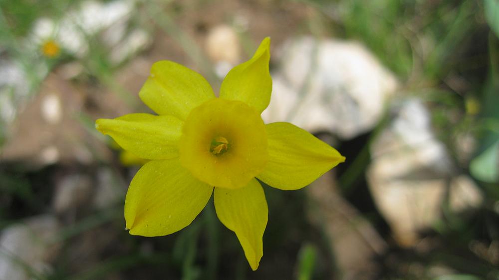 Les minis joncquilles : du sud