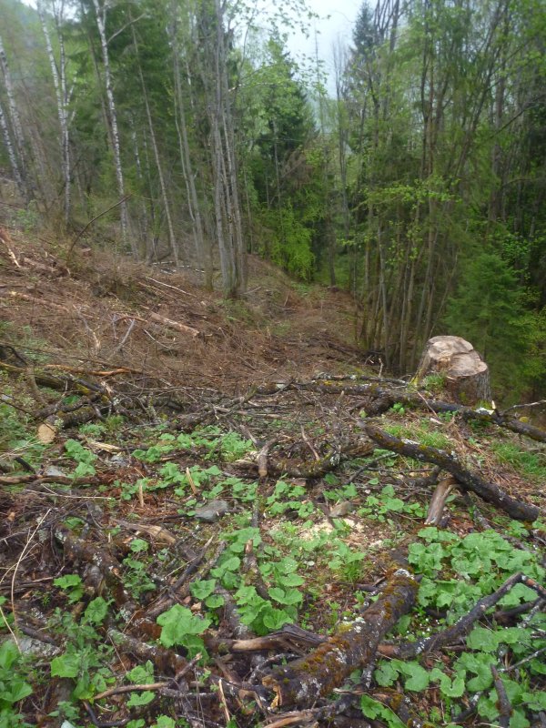 #9 Quand je vous dis : que dès fois un bon free-wood c Quand je vous dis : que dès fois un bon free-wood c'est mieux qu'un sentier pas en état