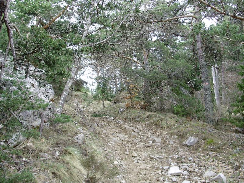 #4 Montée : Piste en dessous du col, pour donner une définition à "Sentier Dégeulasse" Montée : Piste en dessous du col, pour donner une définition à "Sentier Dégeulasse"