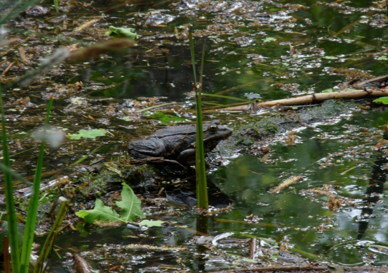 #2 Crapaud : en méditation. Crapaud : en méditation.