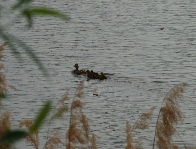 #3 Etang du Haut Jarrie : petite famille de canard. Etang du Haut Jarrie : petite famille de canard.