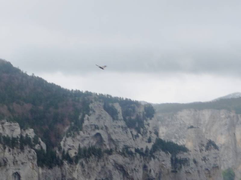 #1 Rapace : un aigle qui s Rapace : un aigle qui s'amuse