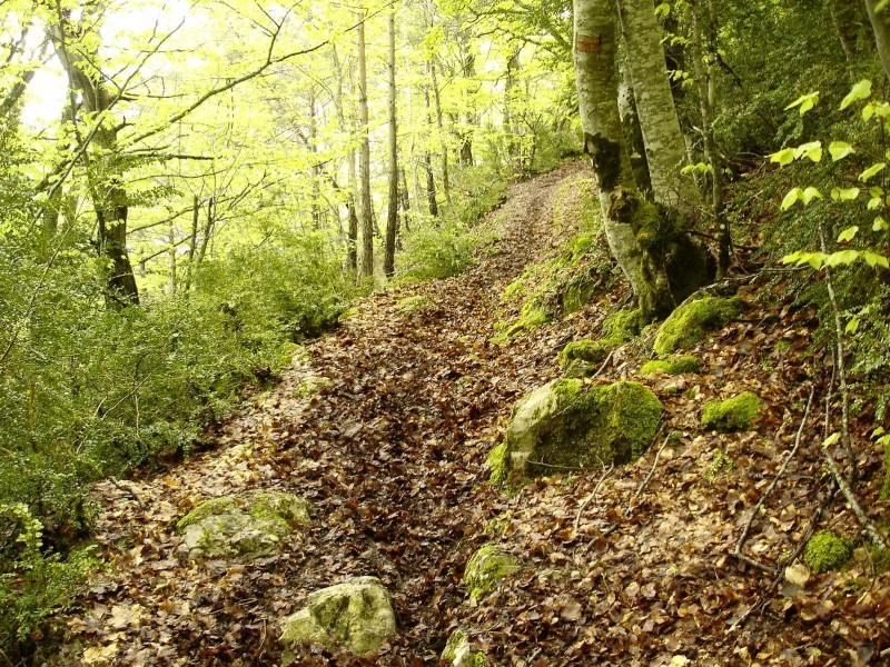 #24 Jour 2: Feuillage trempé : => glissade assurée!
Sous le col de Saint-Ange... Jour 2: Feuillage trempé : => glissade assurée!
Sous le col de Saint-Ange...
