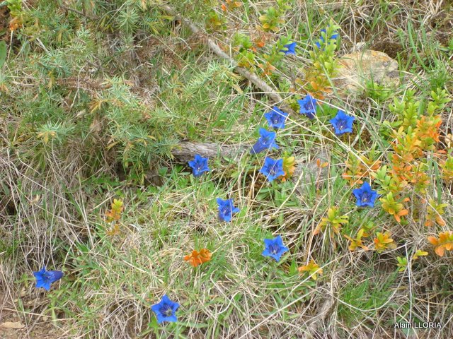 #8 Châtillon en Diois : De belles gentianes tout le long du parcours Châtillon en Diois : De belles gentianes tout le long du parcours