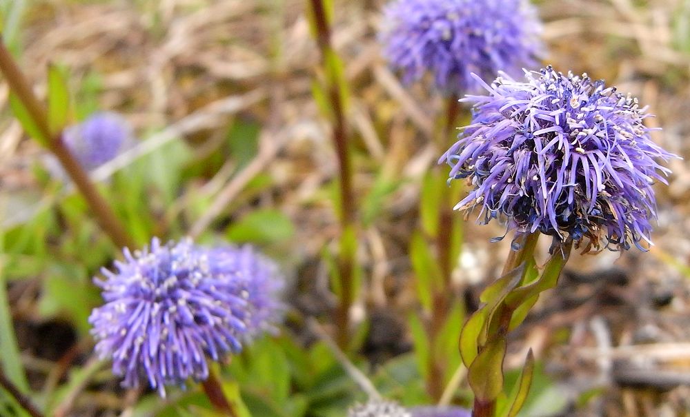 #3 elles sont zolies : ces petites fleurs elles sont zolies : ces petites fleurs