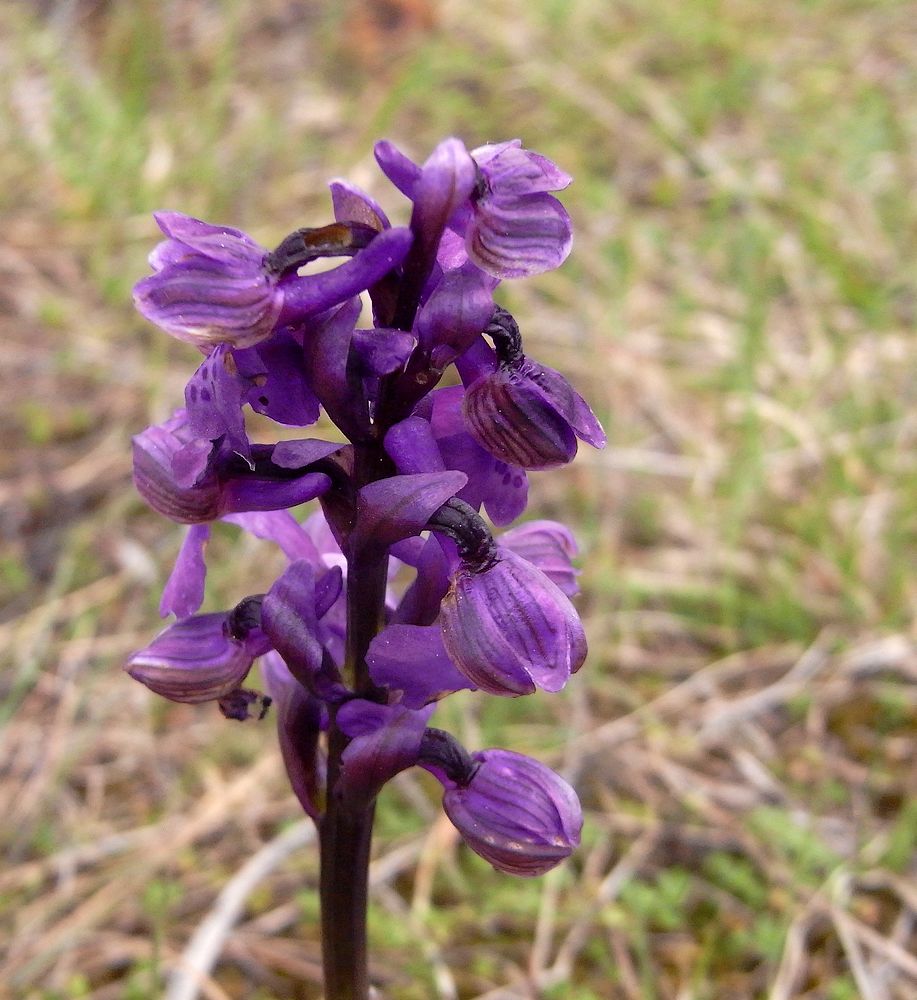 #2 fleurs : enfin le printemps ? fleurs : enfin le printemps ?