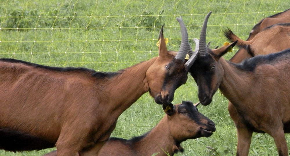 #10 combat : de chamois local ! combat : de chamois local !