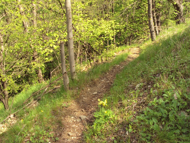 #8 descente : chemin en epingie serres et etroite descente : chemin en epingie serres et etroite