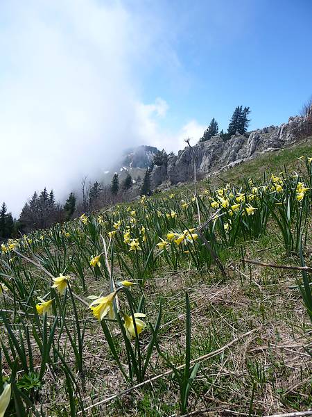 #2 Jonquilles : Joli tapis Jonquilles : Joli tapis