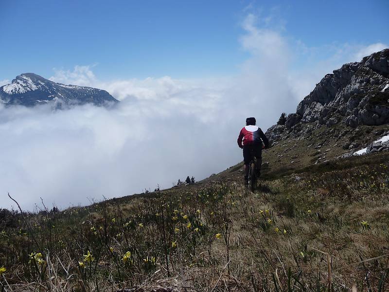 #1 Sous le sommet : Joli sentier ou l Sous le sommet : Joli sentier ou l'on descend avec les jonquilles et les chamois